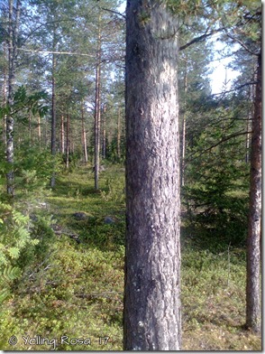 2015-04-17 Metsä 02 SG