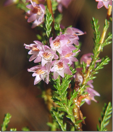 Calluna_vulgaris_140805